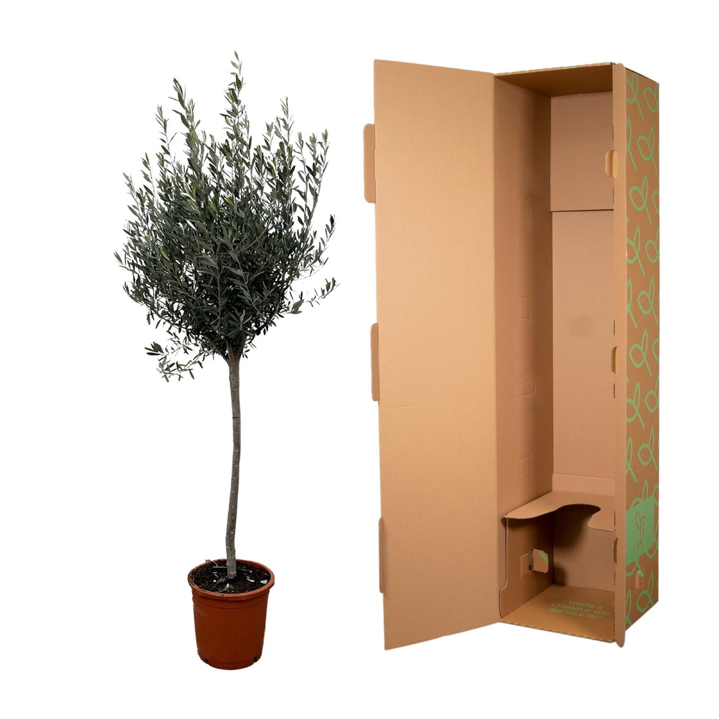 Olea Europaea op stam - 160cm- Ø24