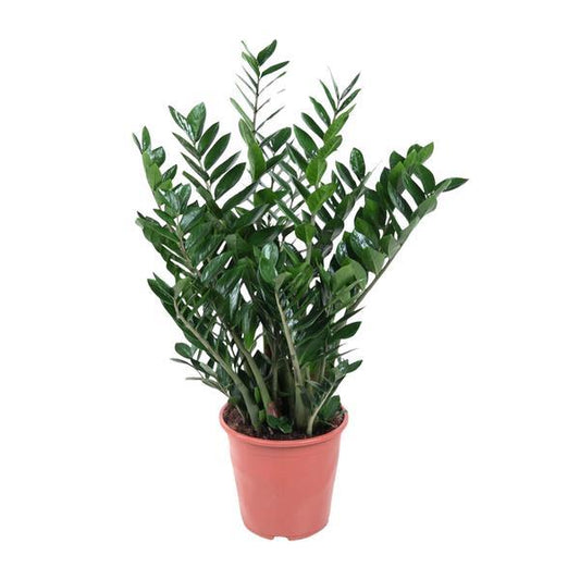 Zamioculcas - 90cm ⌀21-24cm