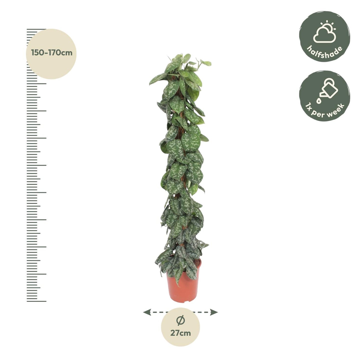 Scindapsus Pictus Trebie mosstok - 160 cm - ø30