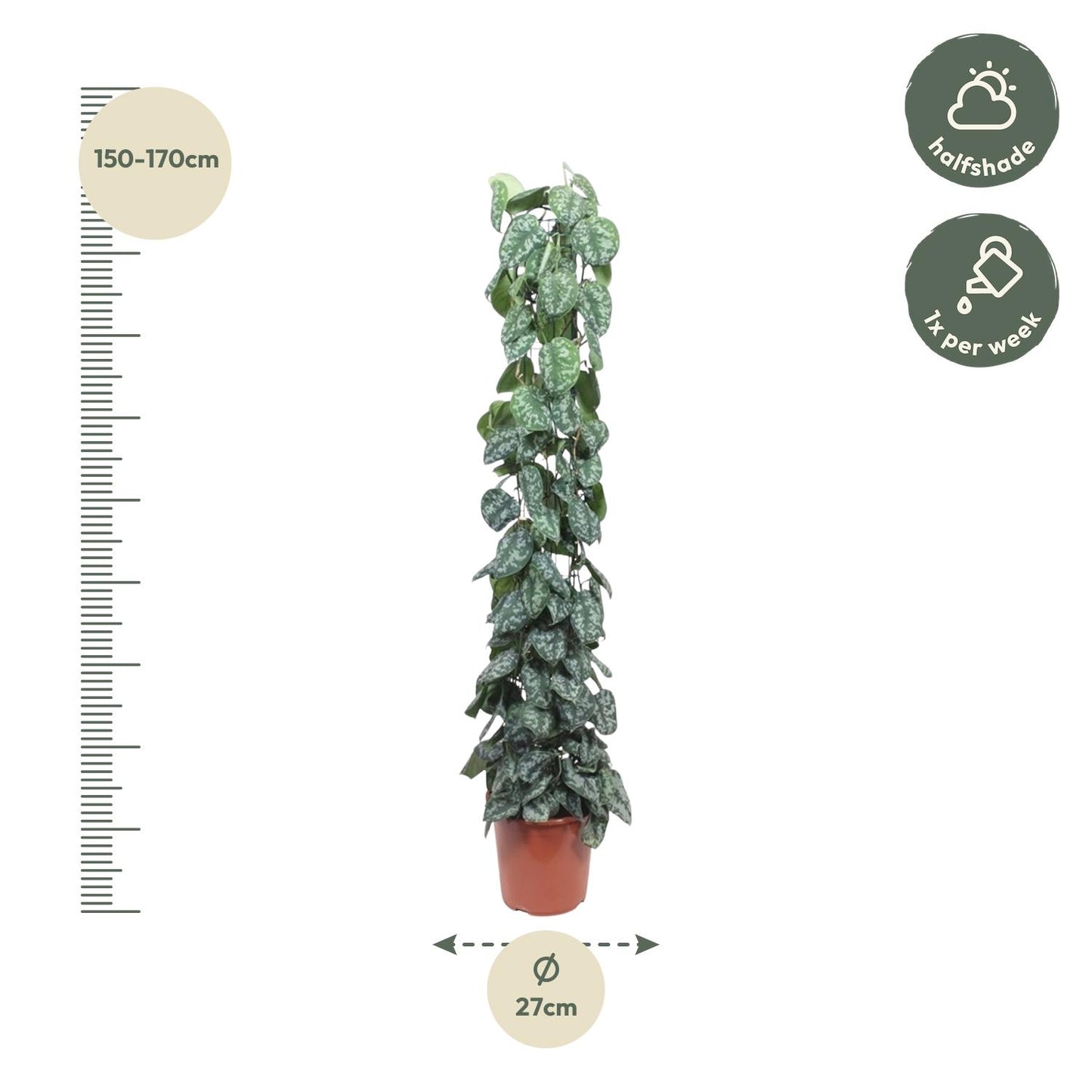 Scindapsus Pictus Trebie gaasrek - 160 cm - ø27