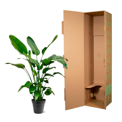Strelitzia Nicolai - 150cm - Ø24
