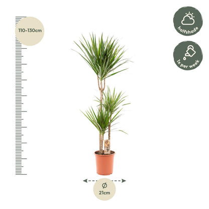 Dracaena Marginata - Ø21cm - ↕110cm