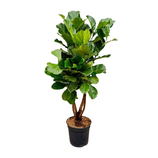 Ficus Lyrata vertakt XL - 180cm - ø34