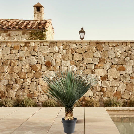 Yucca Rostrata - 100 - 120 cm - Ø40