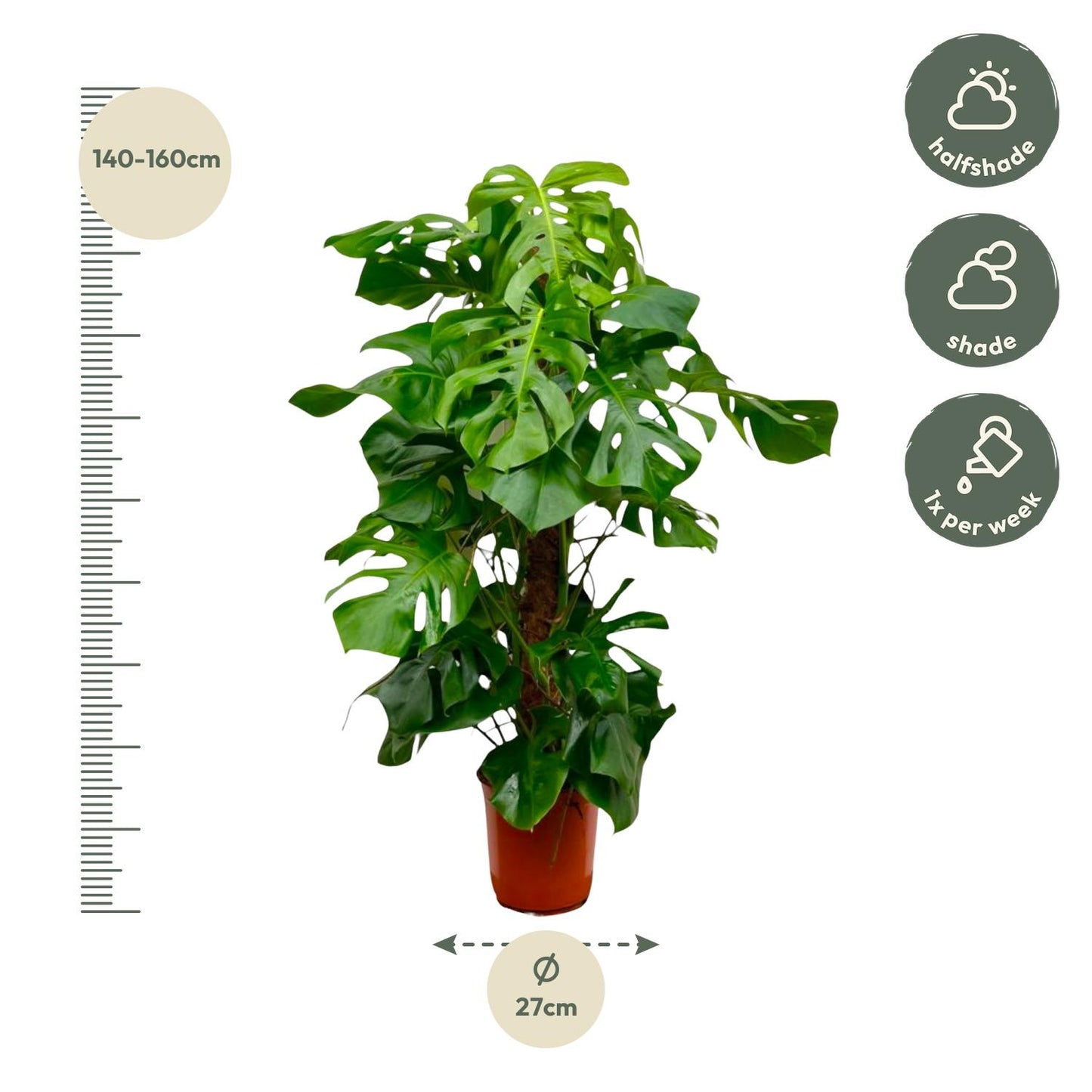 Monstera Deliciosa XXL - 145cm - ⌀27