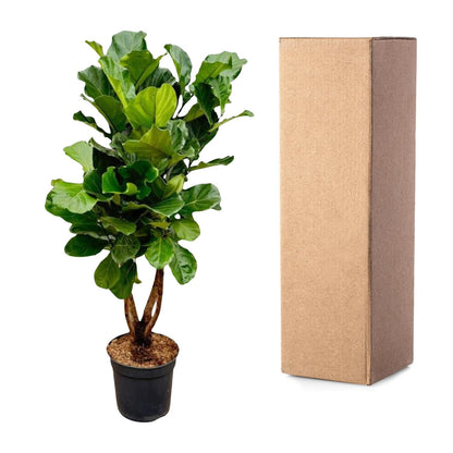 Ficus Lyrata vertakt XL - 180cm - ø34