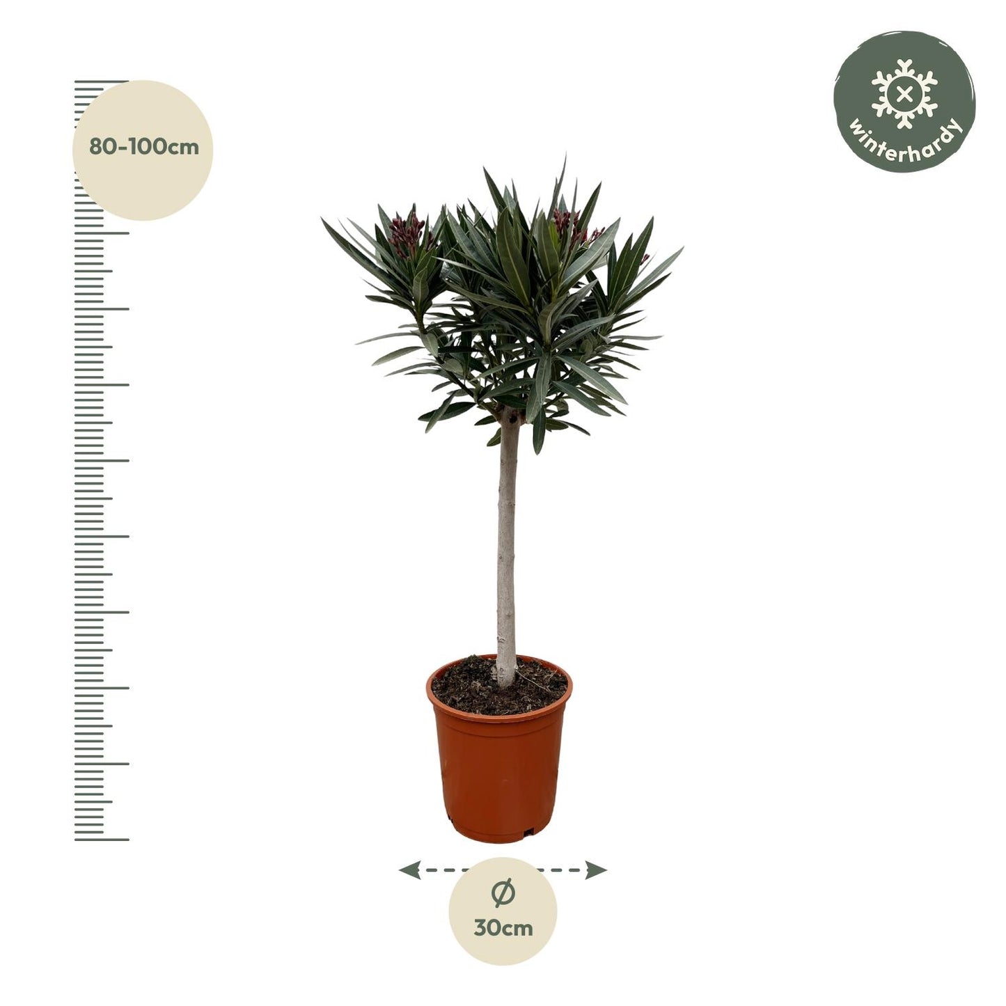 Nerium Oleander op stam met witte bloem - 90cm - Ø19