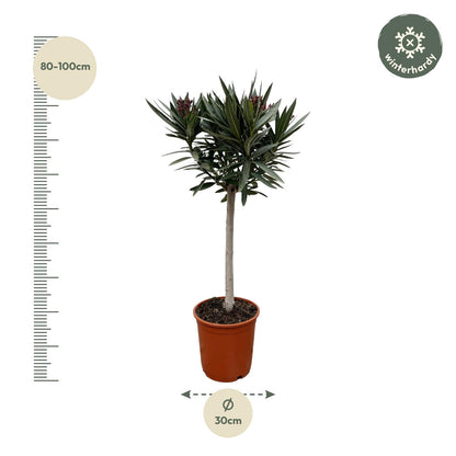 Nerium Oleander op stam met witte bloem - 90cm - Ø19