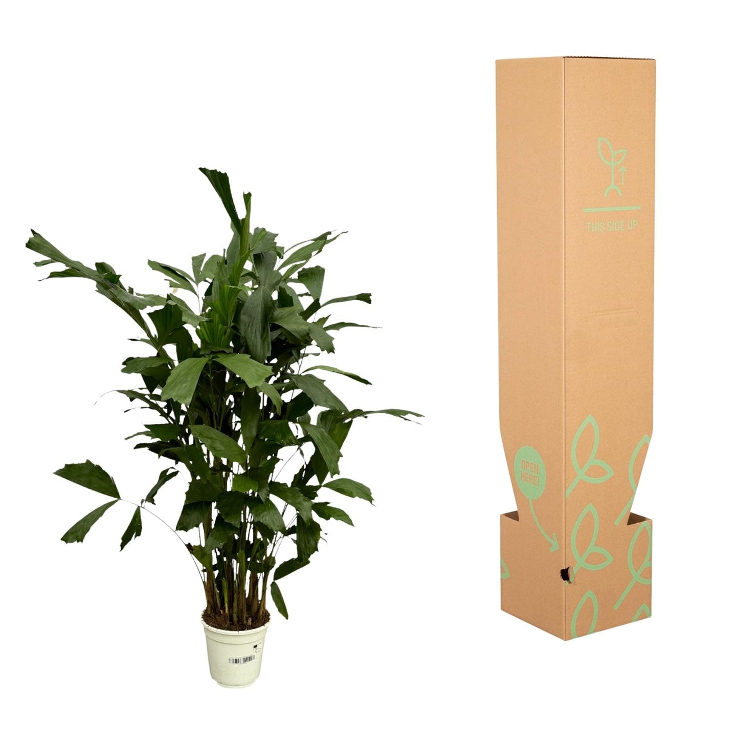 Caryota Mitis - 120 cm - Ø21cm