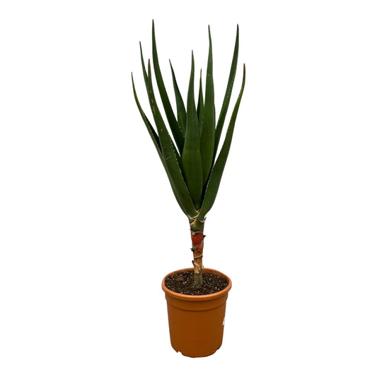 Aloe Barberae - 180 cm - Ø24cm