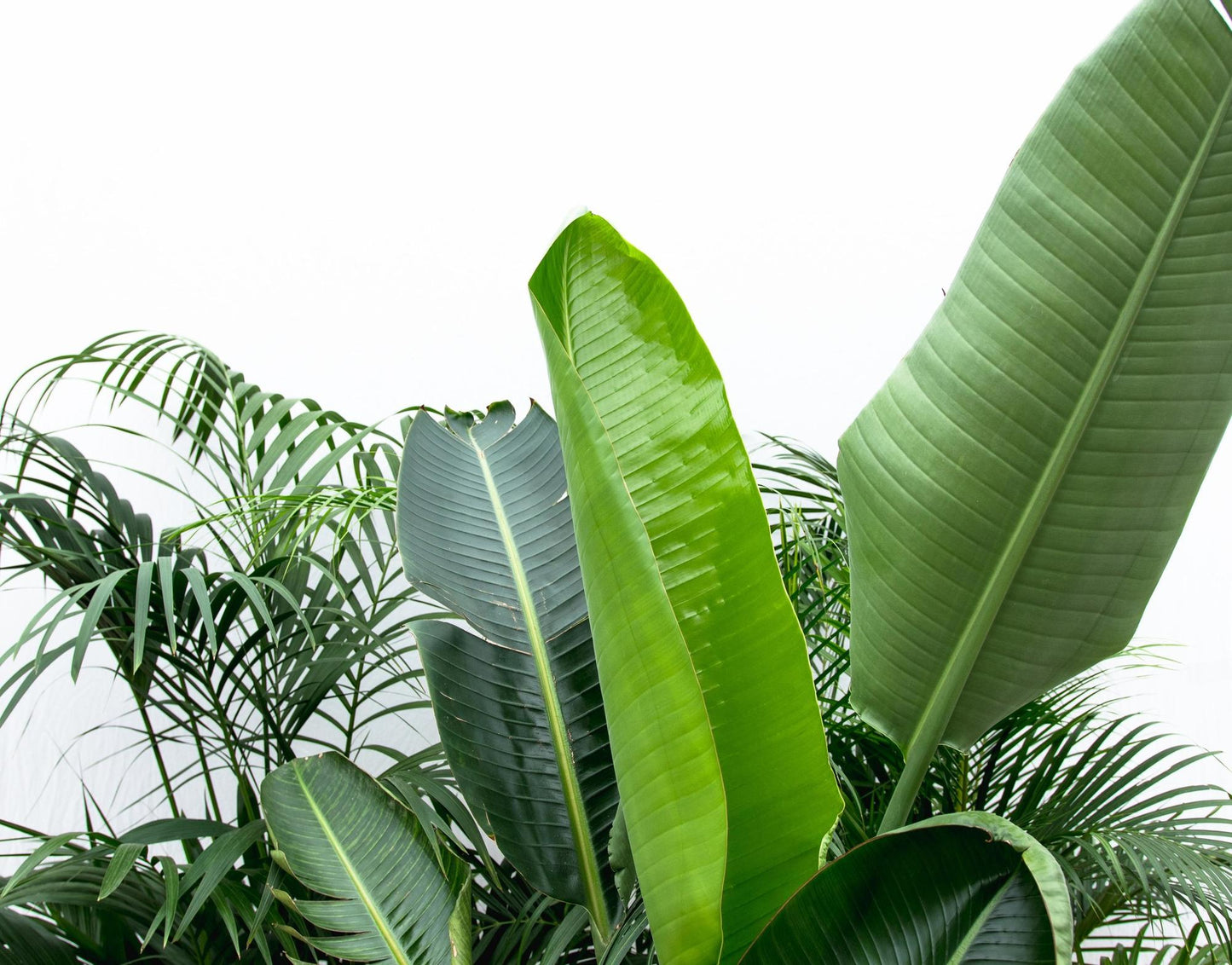 Voordeelpakket XXL - Kentia 200 cm, Strelitzia Nicolai 225 cm, Areca 200 cm