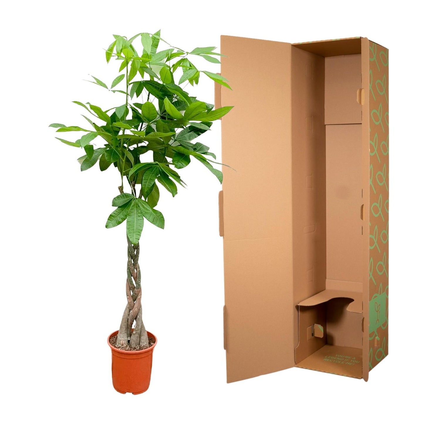 Pachira Aquatica - 140cm - ø 21-24cm