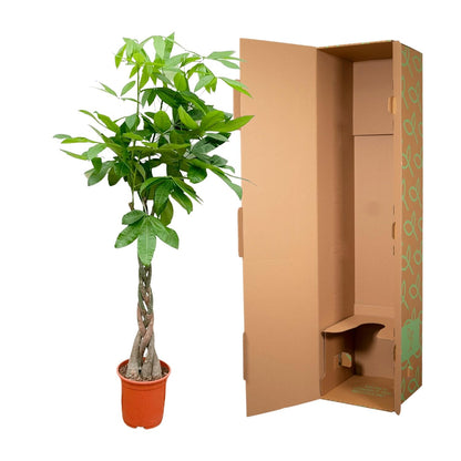 Pachira Aquatica - 140cm - ø 21-24cm
