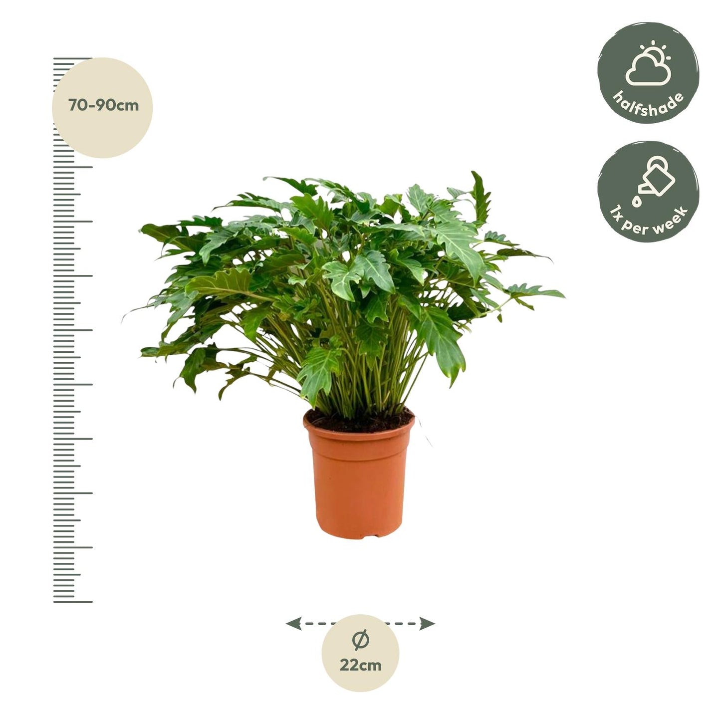 Philodendron Xanadu - 80 cm - Ø30