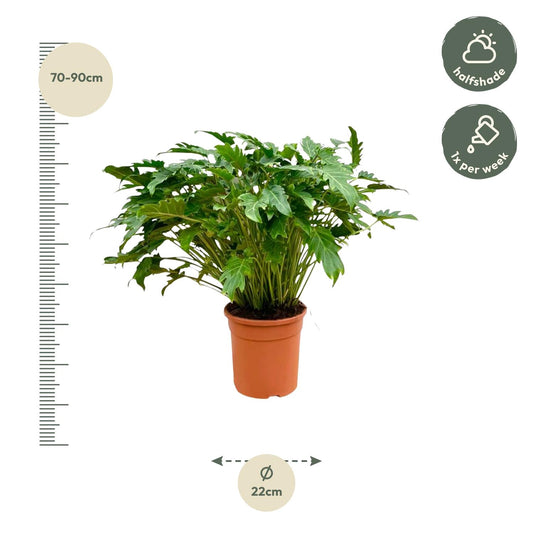 Philodendron Xanadu - 80 cm - Ø30