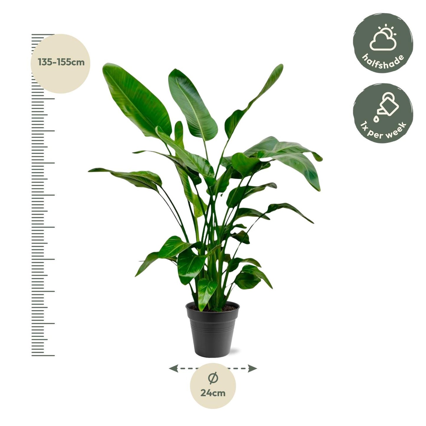 Strelitzia Nicolai - 150cm - Ø24
