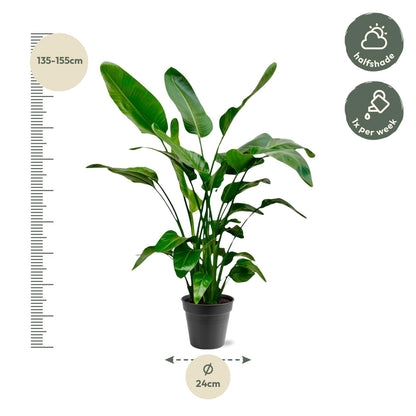 Strelitzia Nicolai - 150cm - Ø24