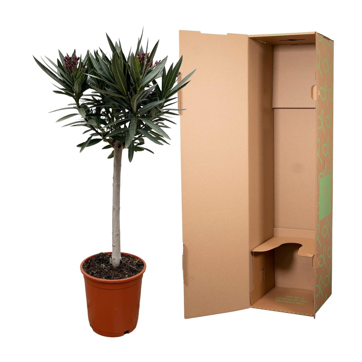 Nerium Oleander op stam met witte bloem - 90cm - Ø19