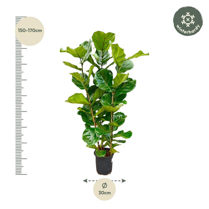 Ficus Lyrata struik - 160 cm - Ø27