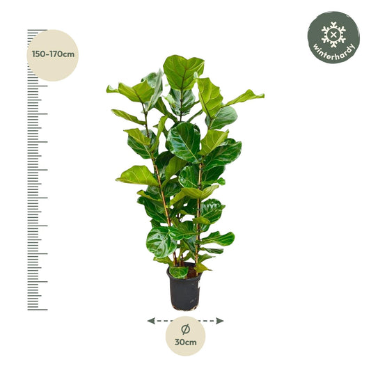 Ficus Lyrata struik - 160 cm - Ø27