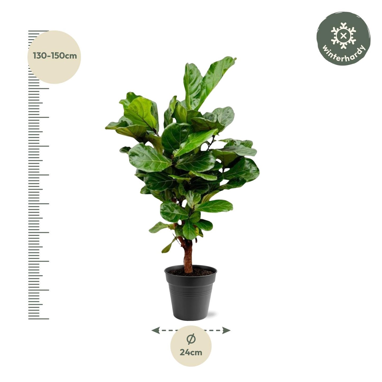 Ficus Lyrata vertakt - 130cm - ø 27cm