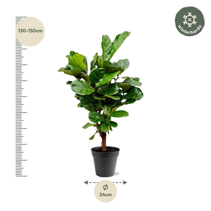 Ficus Lyrata vertakt - 130cm - ø 27cm