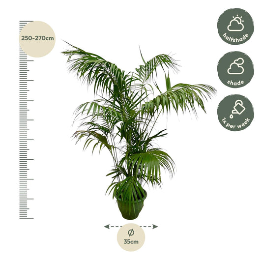 Kentia Palm XXL - 260cm - ø32-40cm