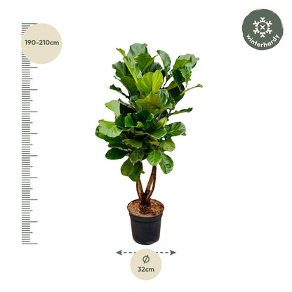 Ficus Lyrata vertakt XL - 180cm - ø34