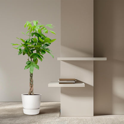 Pachira Aquatica - 140cm - ø 21-24cm