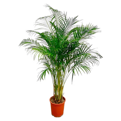 Dypsis Lutescens (Areca Palm) - 160 cm - ø27