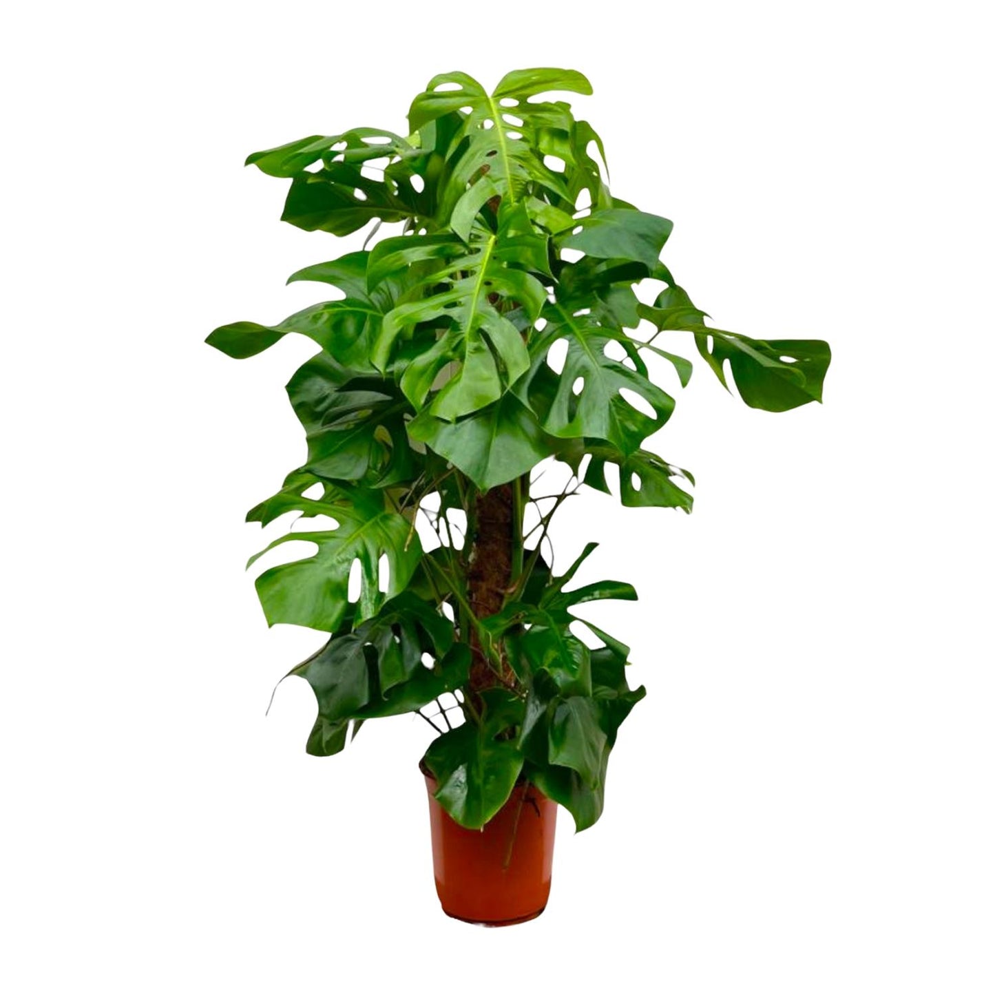 Monstera Deliciosa XXL - 145cm - ⌀27