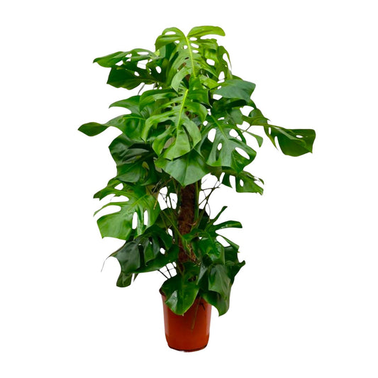 Monstera Deliciosa XXL - 145cm - ⌀27