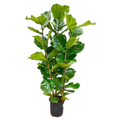 Ficus Lyrata struik - 160 cm - Ø27