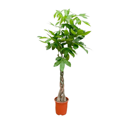 Pachira Aquatica - 140cm - ø 21-24cm
