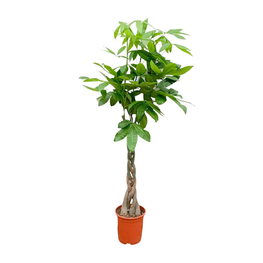 Pachira Aquatica - 140cm - ø 21-24cm