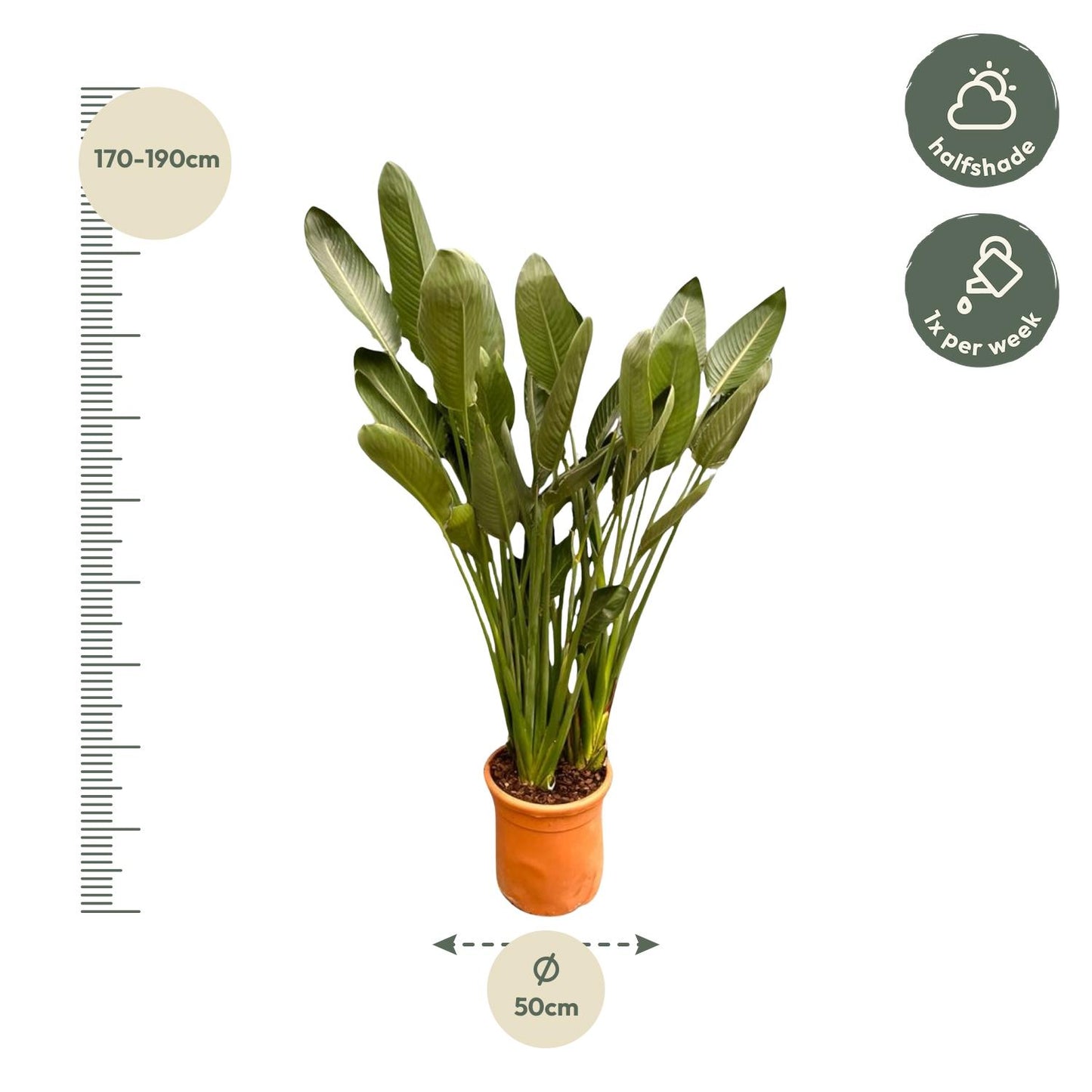 Strelitzia Reginae XXL - 200cm - ø50