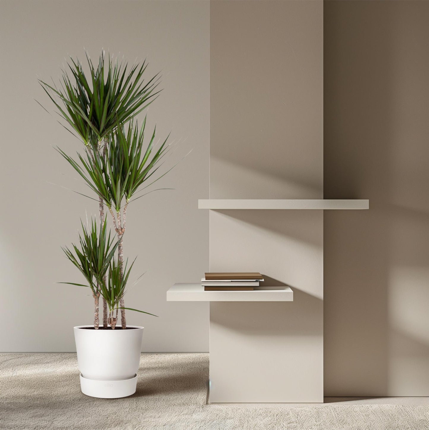 Dracaena Marginata - 180 cm - ø27
