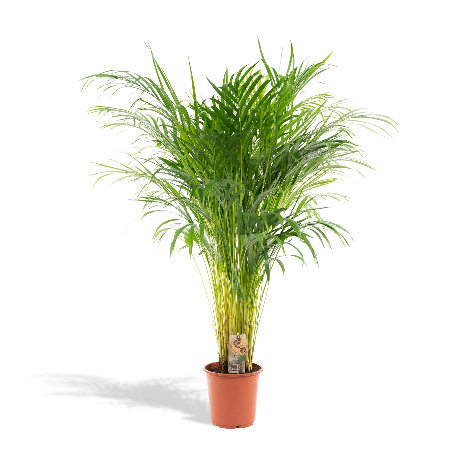 Areca palm - Ø21cm - ↕100cm