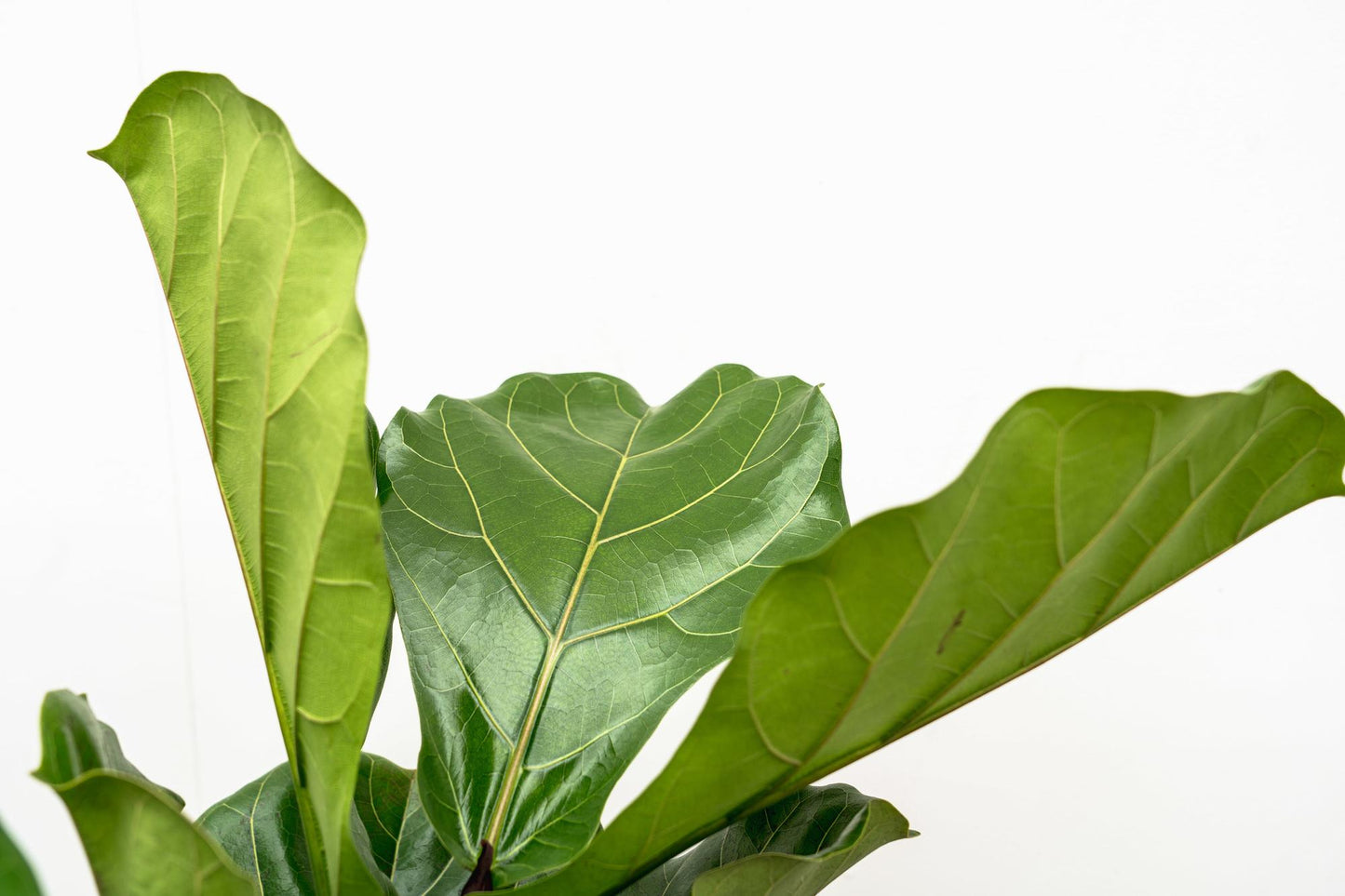 Ficus Lyrata vertakt XL - 180cm - ø34