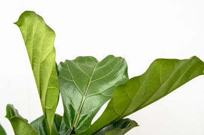 Ficus Lyrata vertakt XL - 180cm - ø34