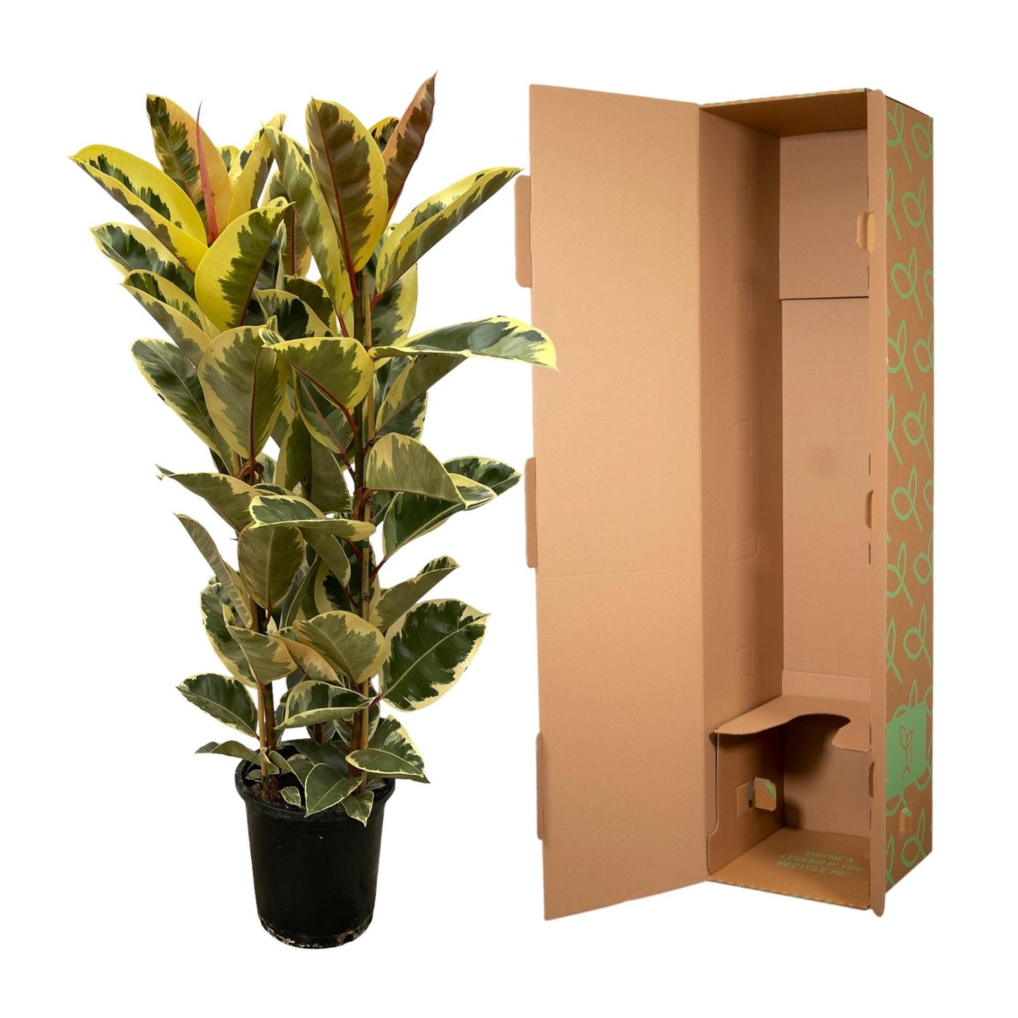 Ficus Elastica Tineke struik - 140 cm - Ø28cm