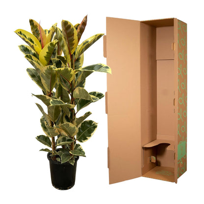 Ficus Elastica Tineke struik - 140 cm - Ø28cm
