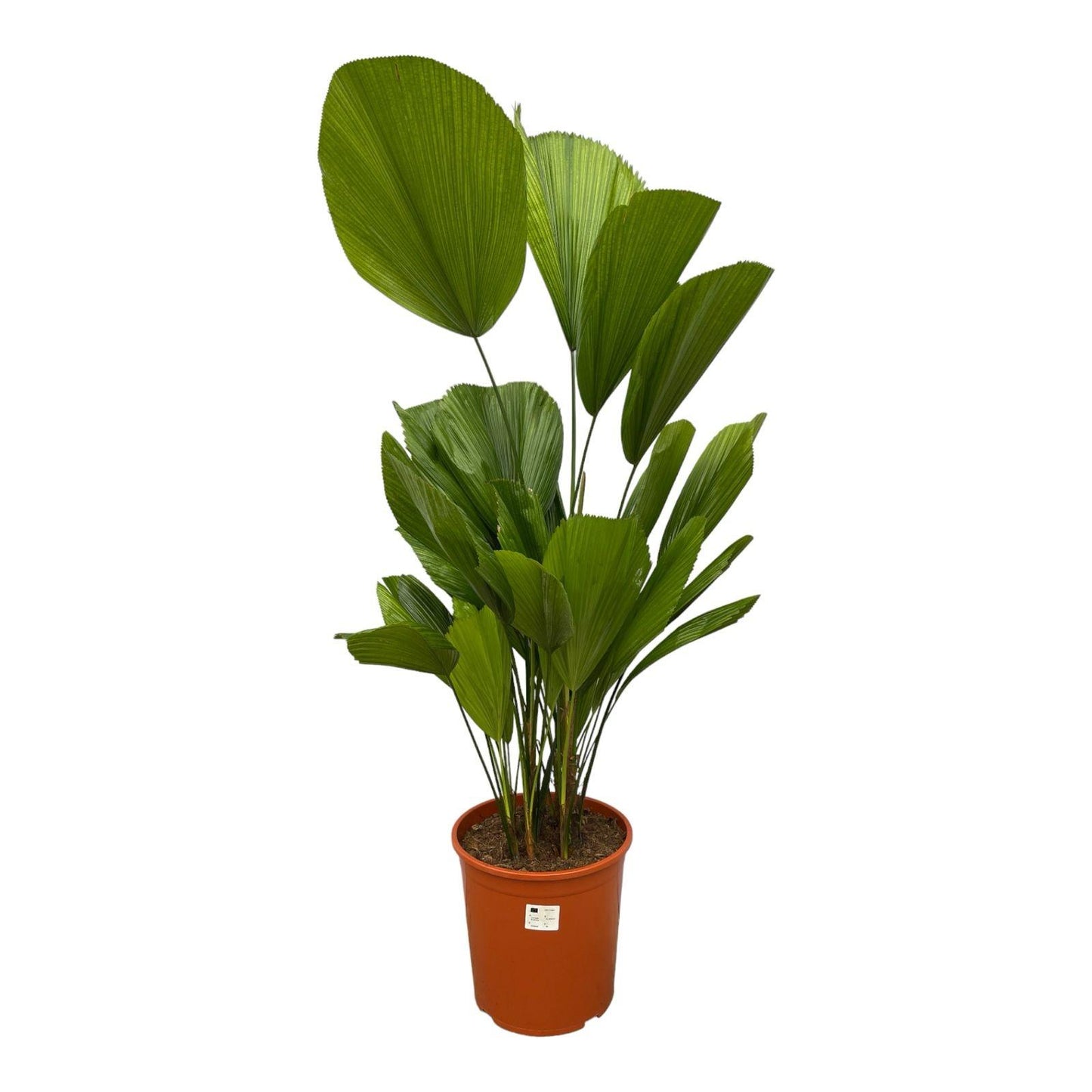 Licuala Grandis - 100 cm - ø19