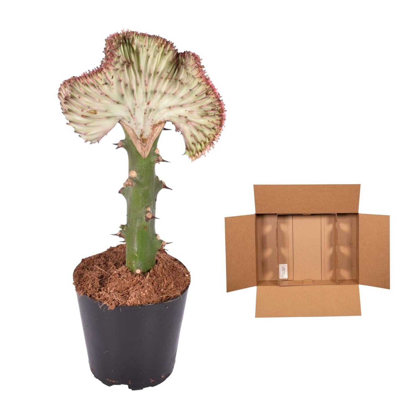 Euphorbia lactea Cristata rood - 35 cm - ø12