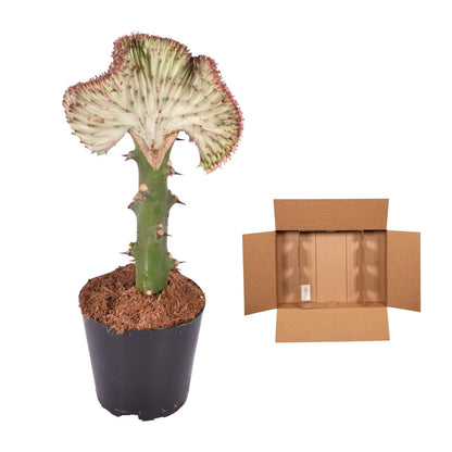 Euphorbia lactea Cristata rood - 35 cm - ø12