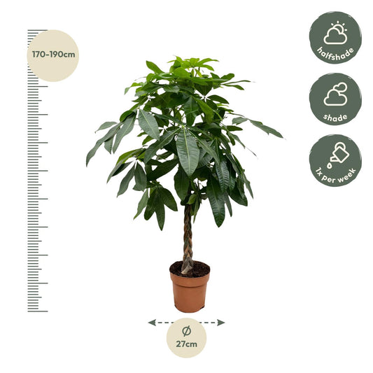 Pachira Aquatica - 150 cm - ø27