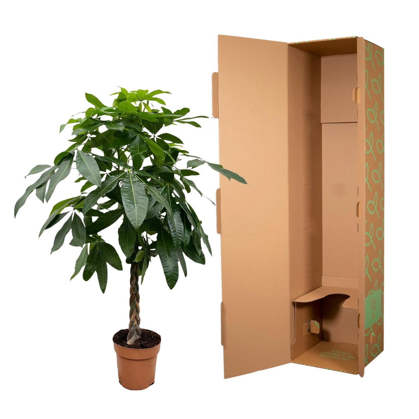Pachira Aquatica - 150 cm - ø27