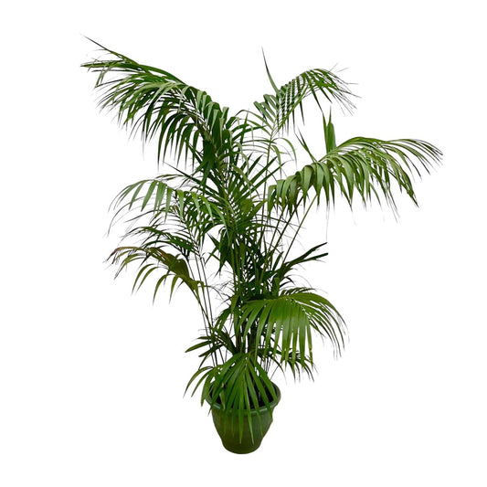Kentia Palm XXL - 260cm - ø32-40cm