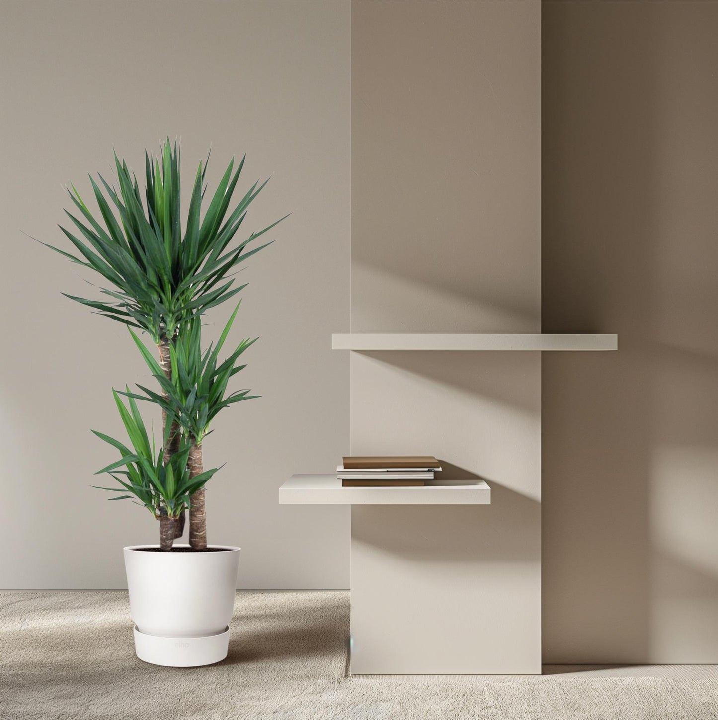 Yucca Elephantipe - 140 cm - ø24