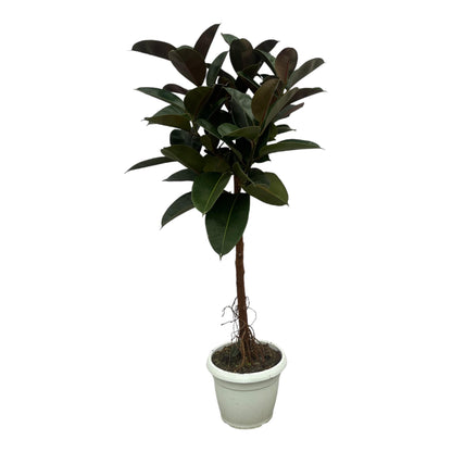 Ficus Elastica Robusta stam - 130 cm - Ø24cm